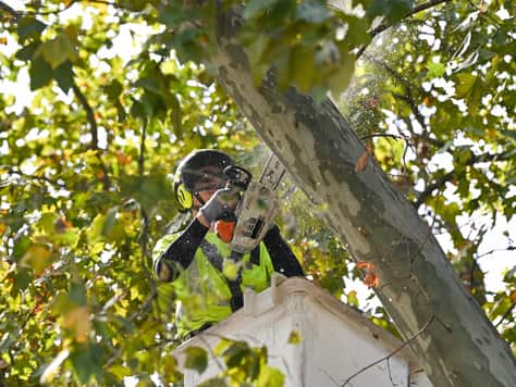J Tree Service completed project Charlotte NC
