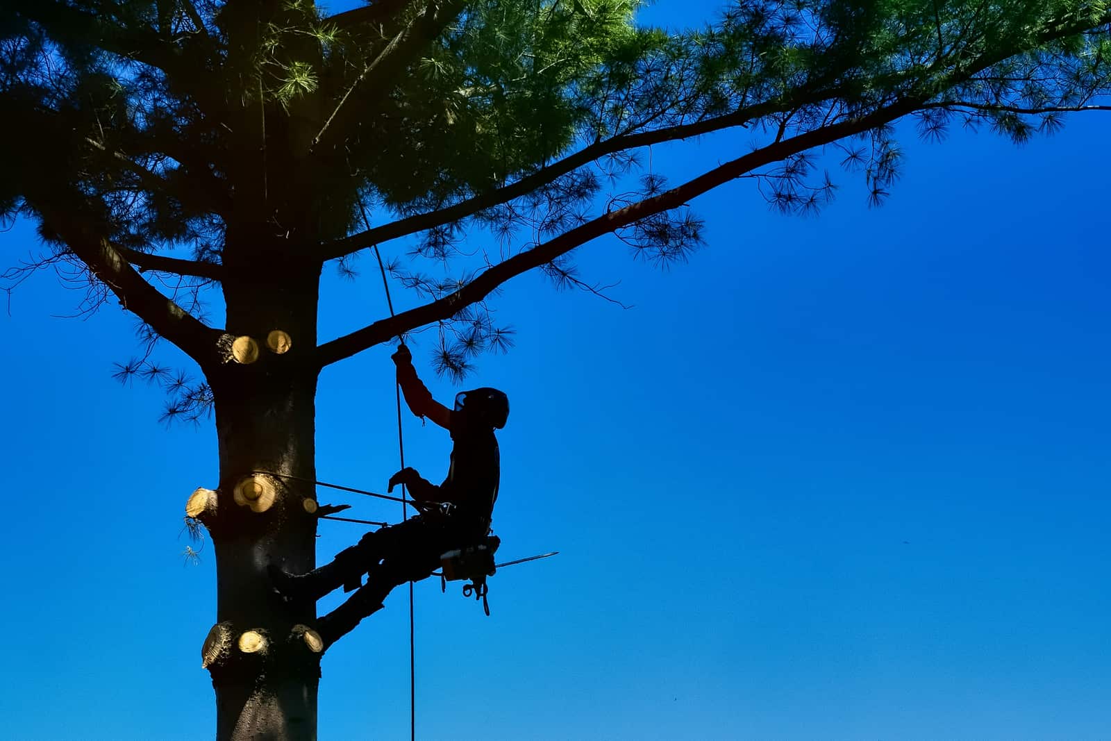 Tree removal completed Charlotte NC