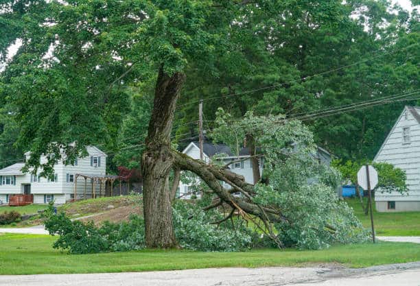 Emergency tree service Charlotte NC