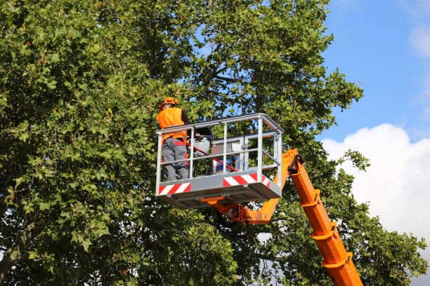 Land clearing service Charlotte NC