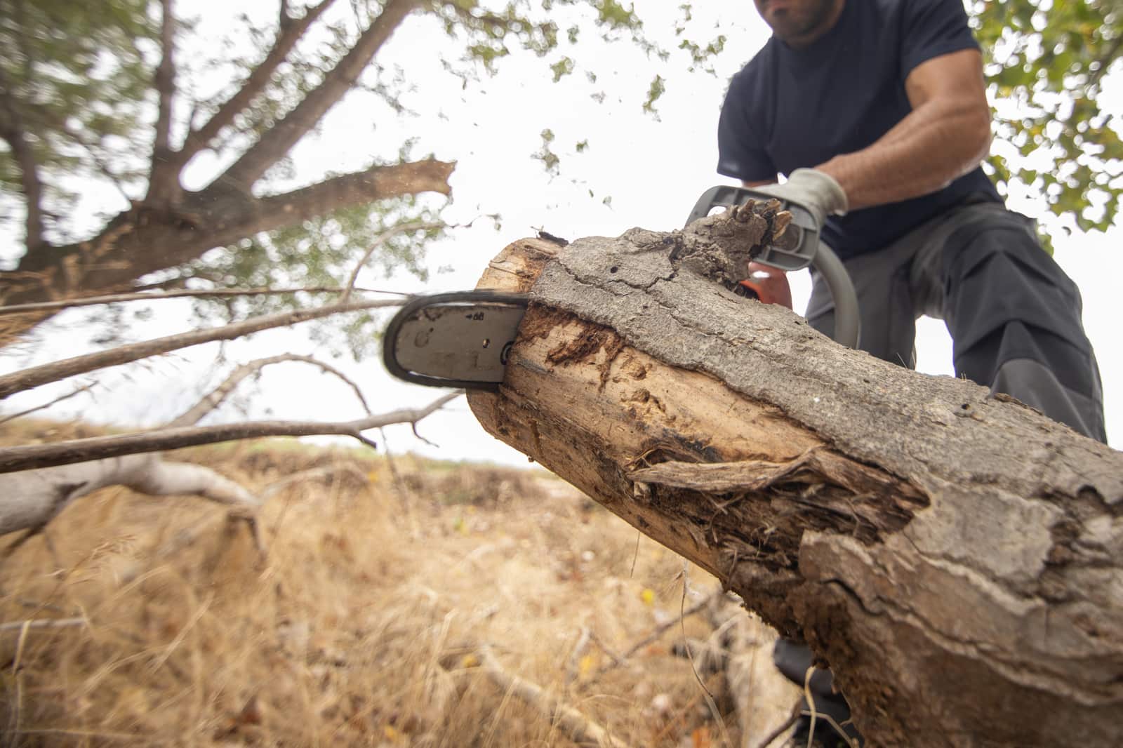 Tree removal service in Charlotte NC