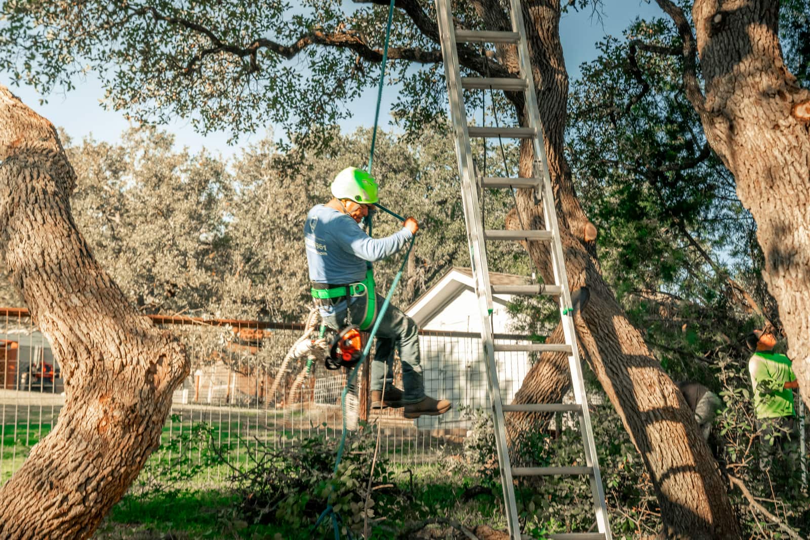Tree trimming service Charlotte NC